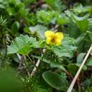 Image of Viola alliariifolia Nakai