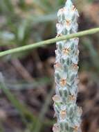 Image of <i>Plantago argyraea</i>