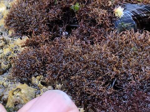 Image of Red algae