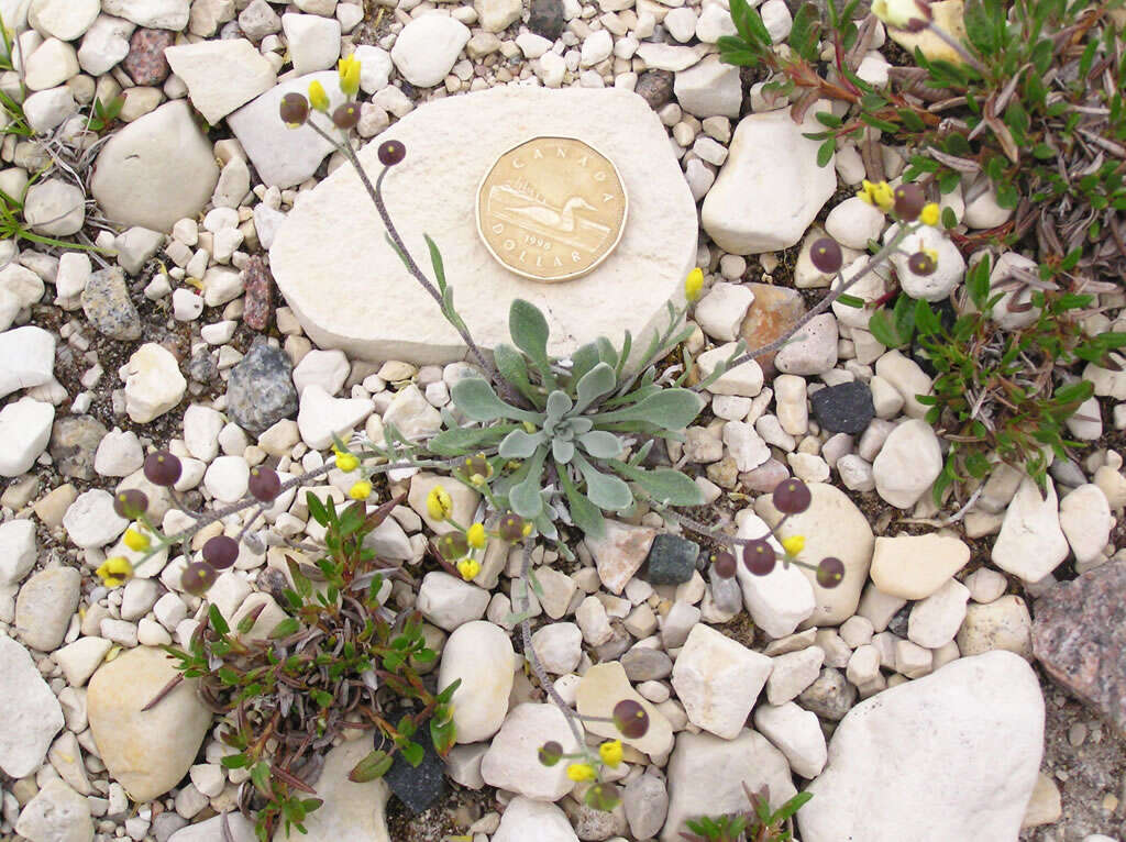 Image of arctic bladderpod