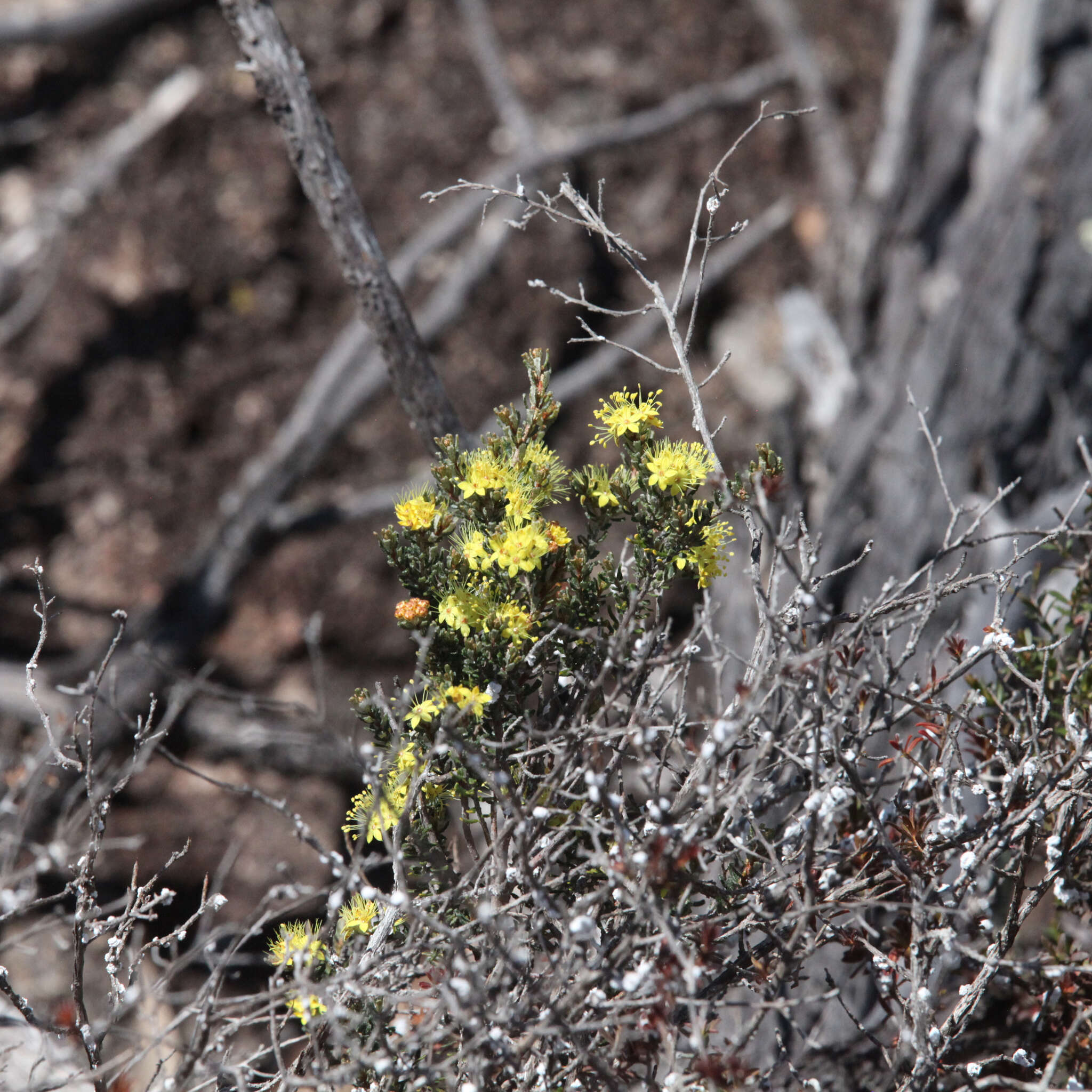 Imagem de Phebalium graniticola I. Telford & J. J. Bruhl