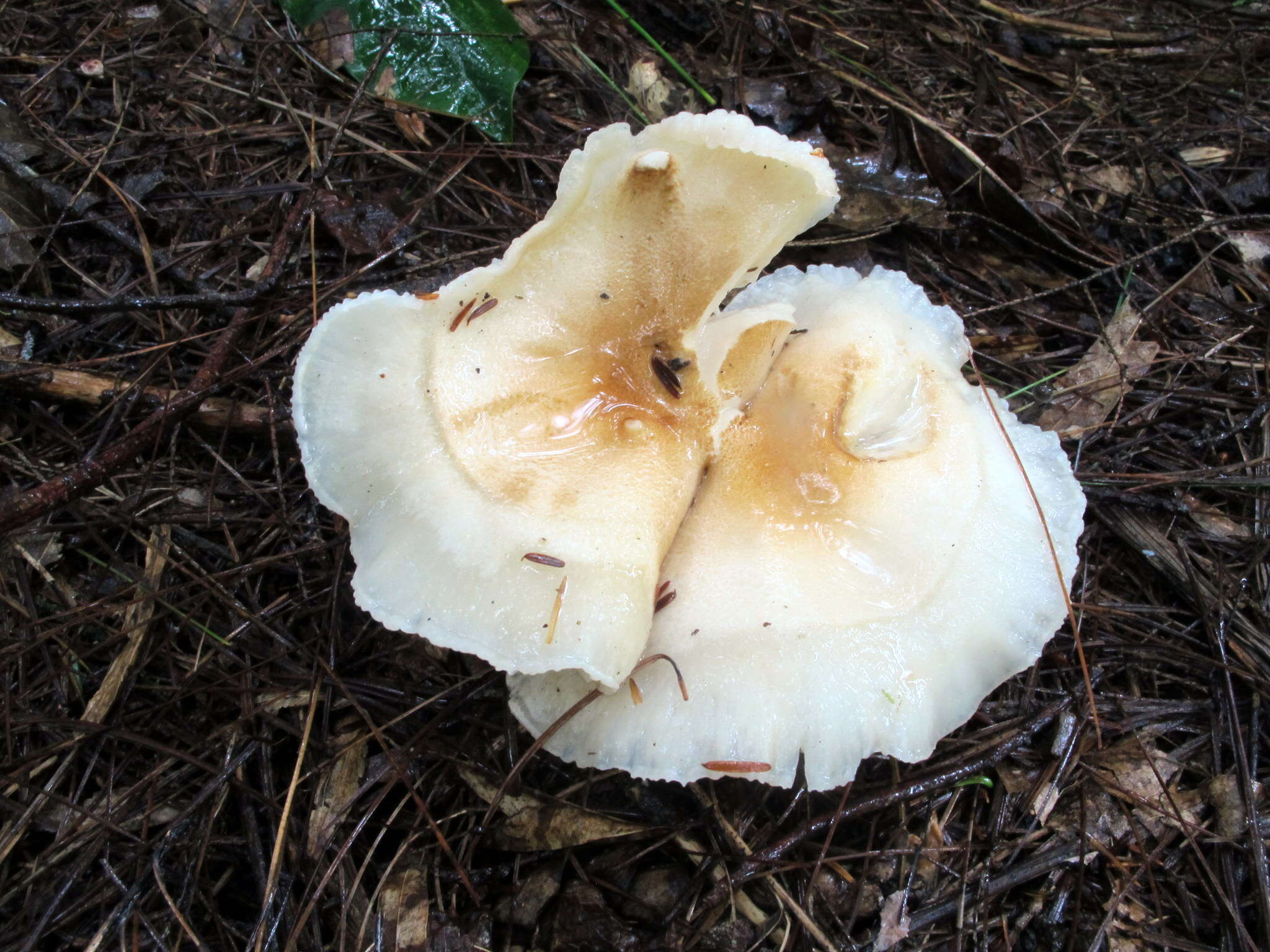 Image of Hygrophorus tennesseensis A. H. Sm. & Hesler 1939