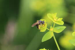 Image de Andrena chrysosceles (Kirby 1802)