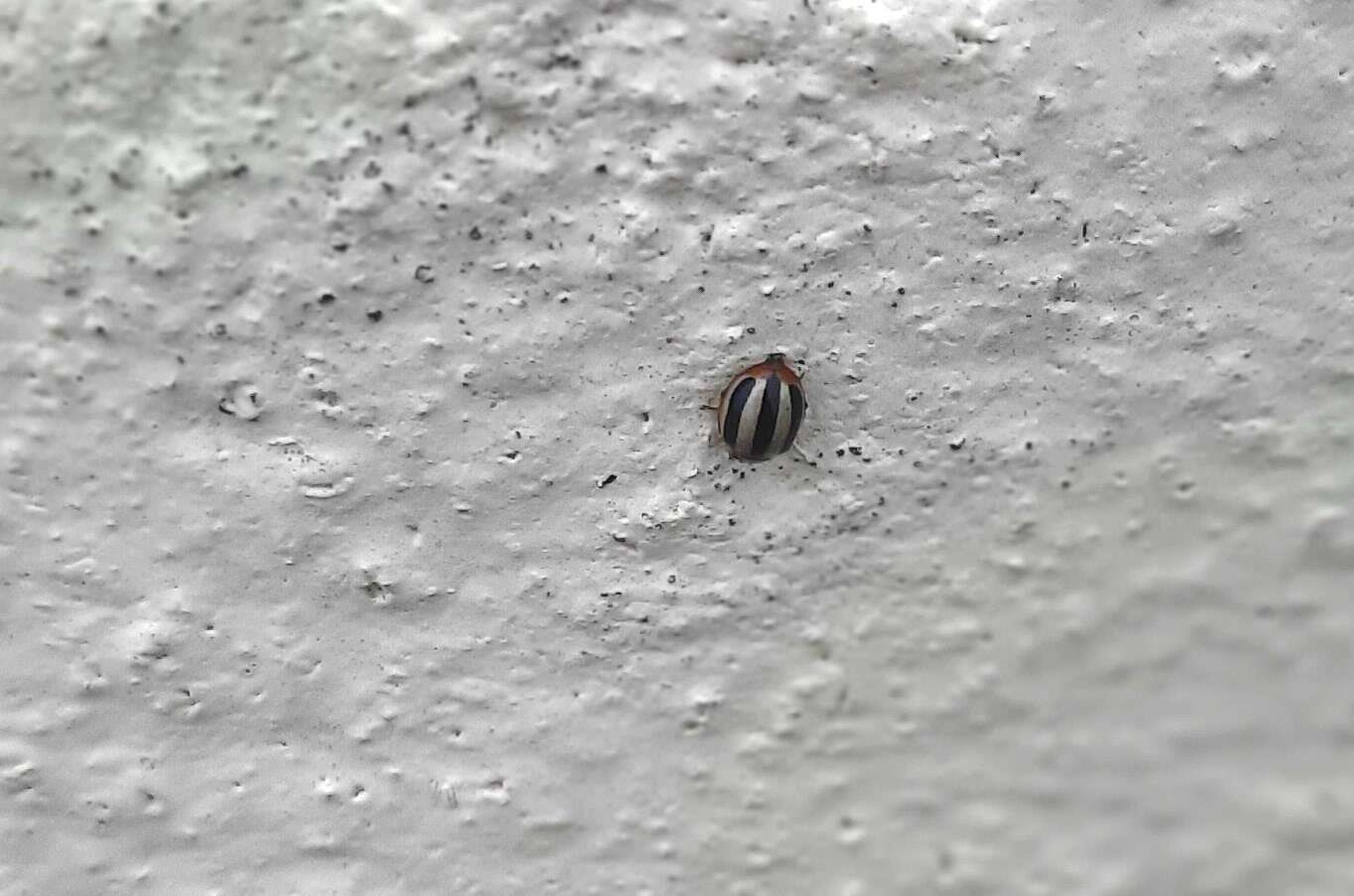 Image of Threestriped lady beetle