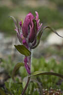 Image of elegant Indian paintbrush