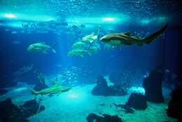 Image of zebra sharks