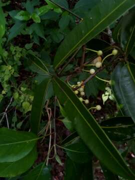 Слика од Garcinia punctata Oliv.