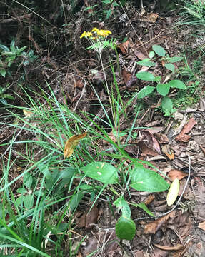 Image of Liabum umbellatum (L.) Sch. Bip.