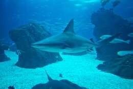 Image of Sandbar Shark