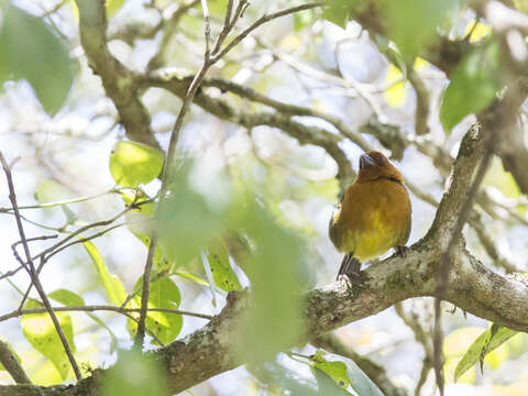 Image of Ochre-breasted Brush Finch