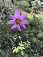 Image of Dahlia tubulata P. D. Sorensen