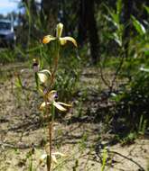 Image of Caladenia testacea R. Br.