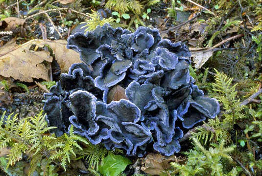 Image de Chanterelle bleue