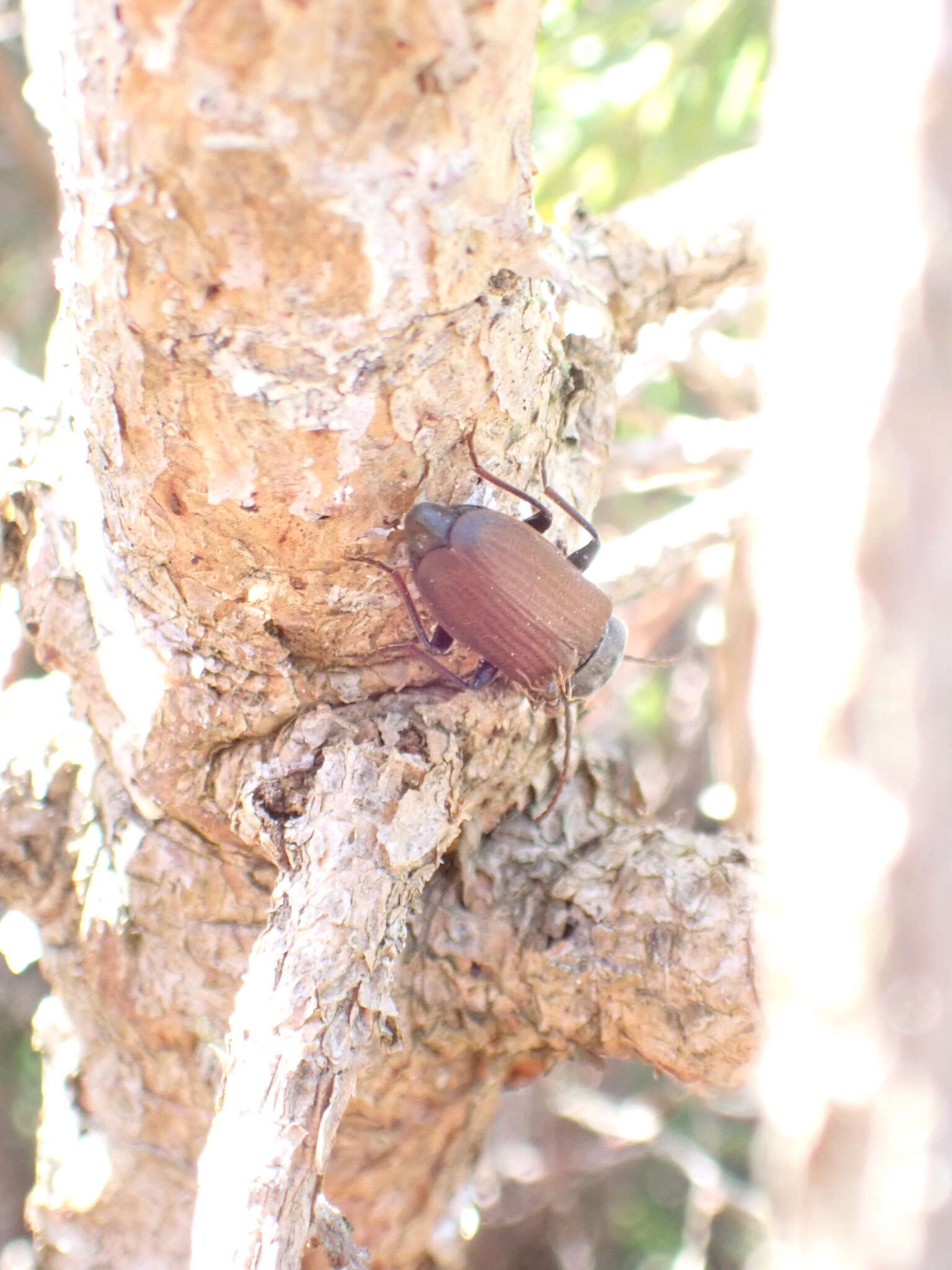 Image of Black Spruce Borer