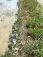 Image of Vernal pool tadpole shrimp