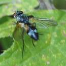 Atylostoma tricolor (Mik 1884)的圖片