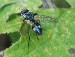 Atylostoma tricolor (Mik 1884)的圖片