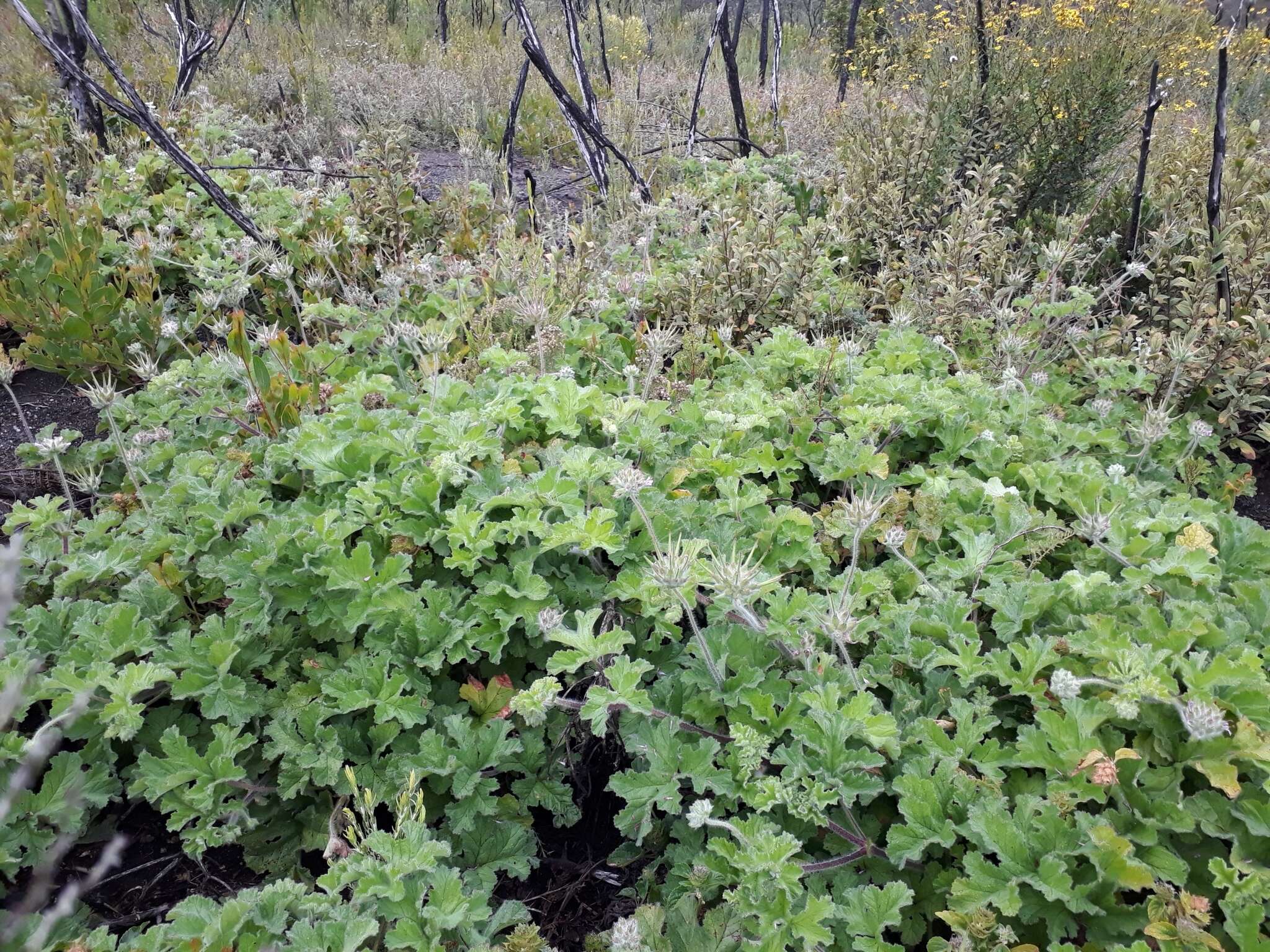 Image of rose scented geranium