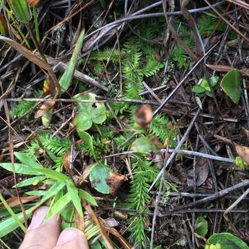 Imagem de Pseudolycopodiella caroliniana (L.) Holub