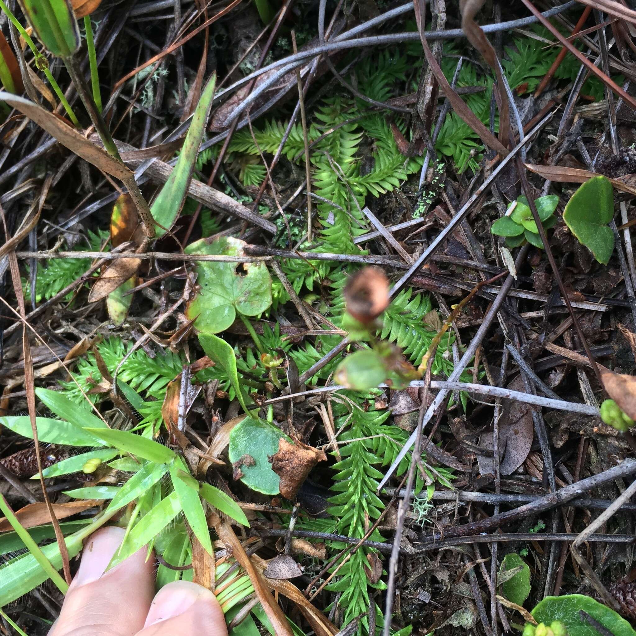 Image of slender clubmoss