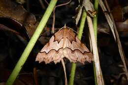 Image of zigzag fern looper