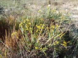 Image of Bupleurum fruticescens Loefl. ex L.