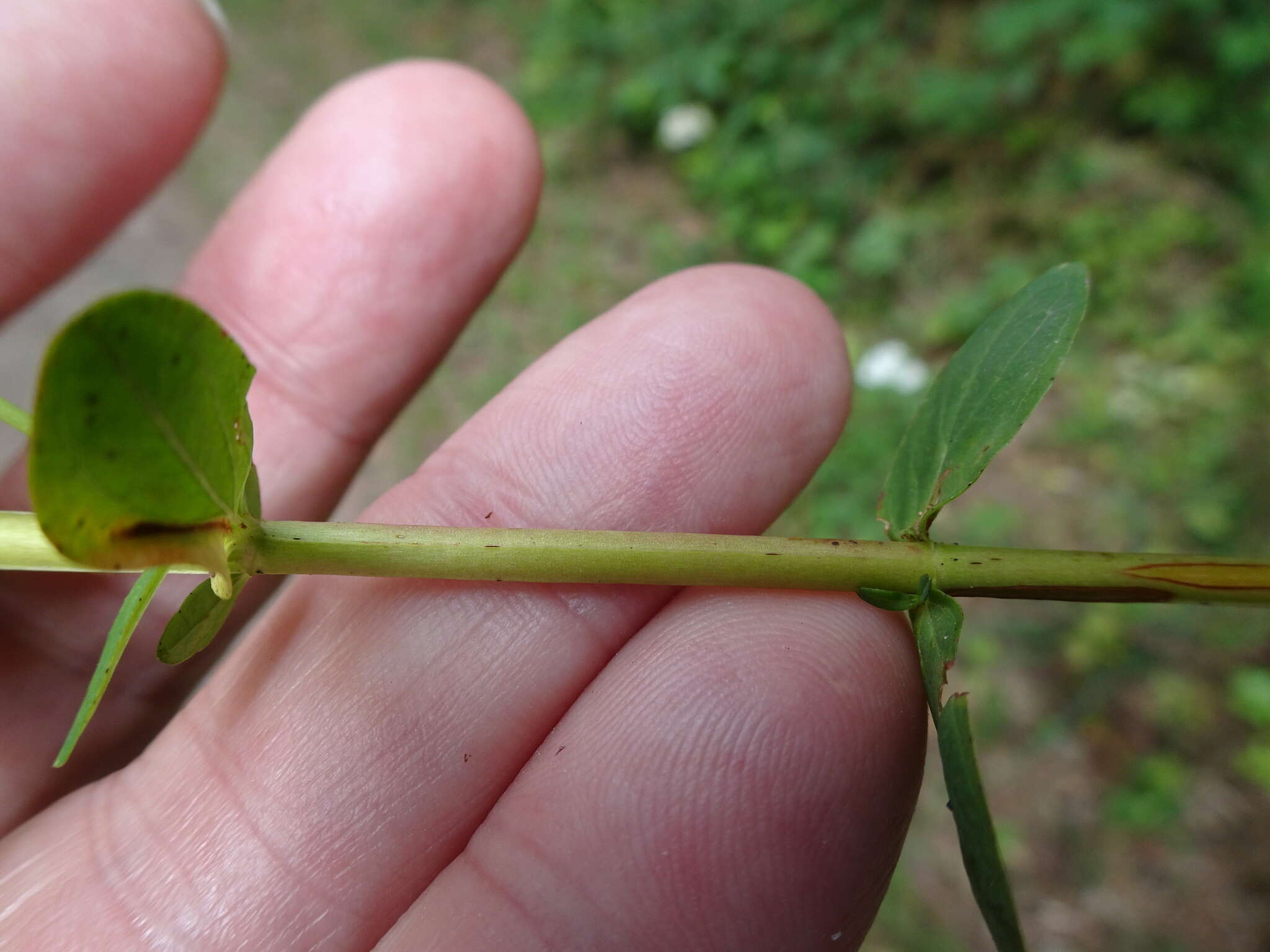 Image of spotted St. Johnswort