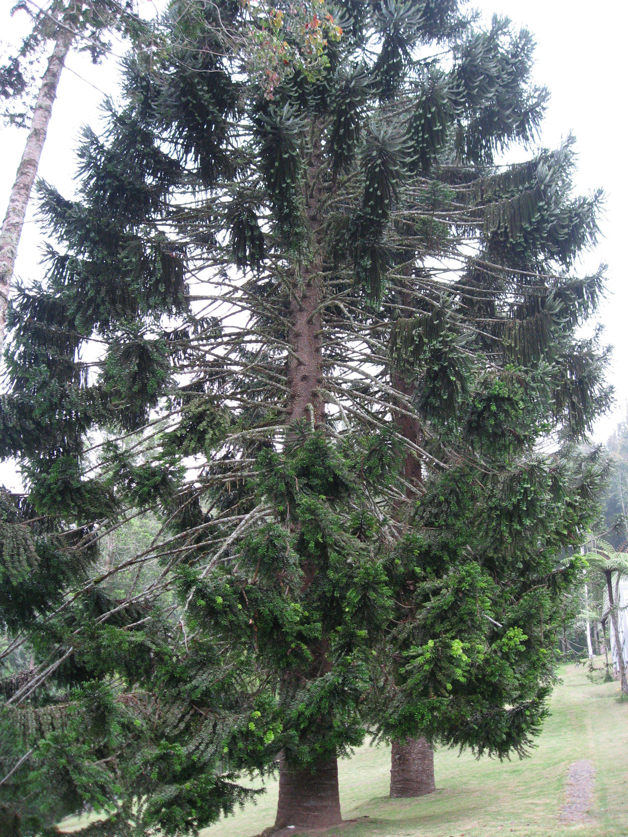 Image de Araucaria bidwillii Hook.