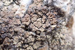 Image of chalice lichen