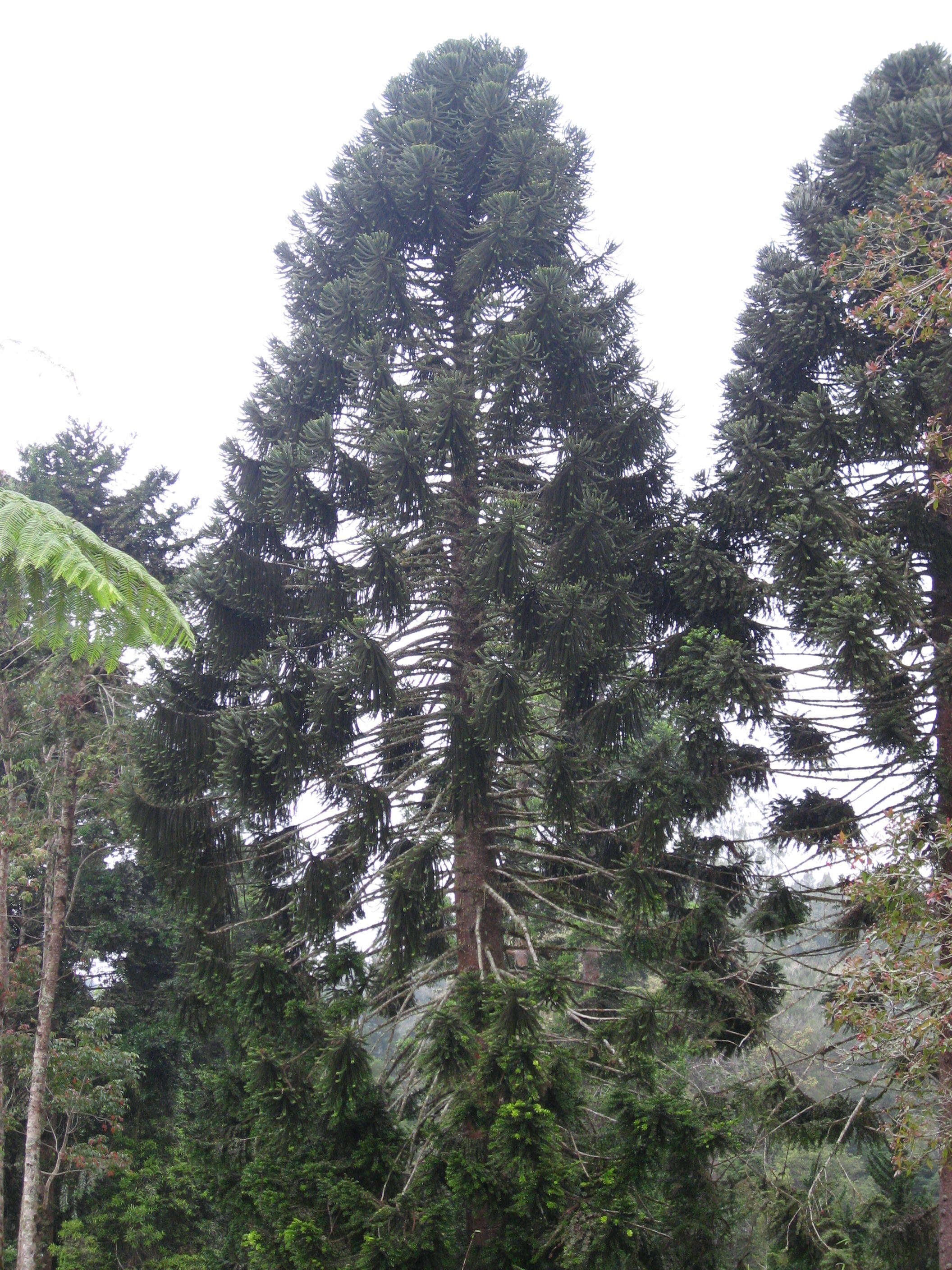 Image de Araucaria bidwillii Hook.