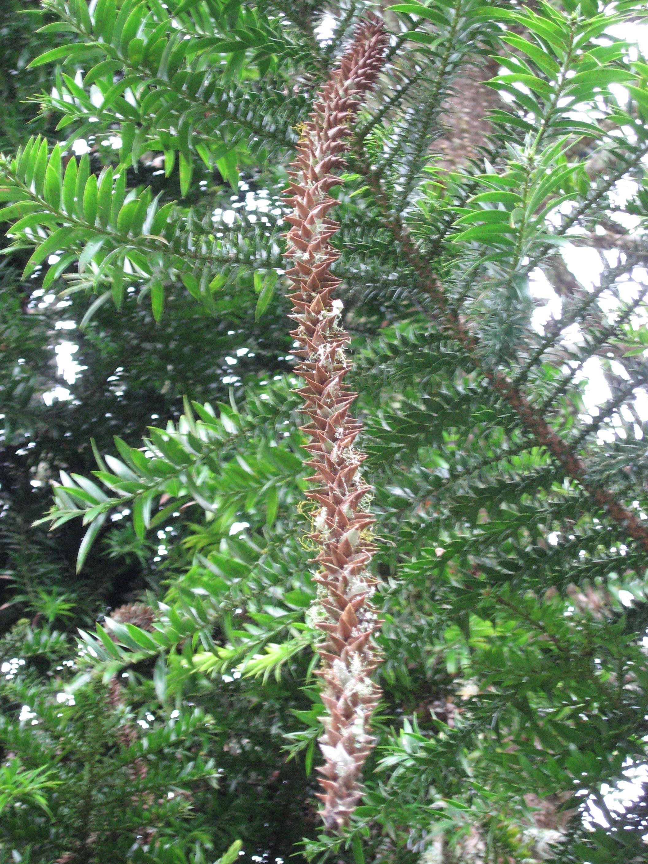 Image de Araucaria bidwillii Hook.