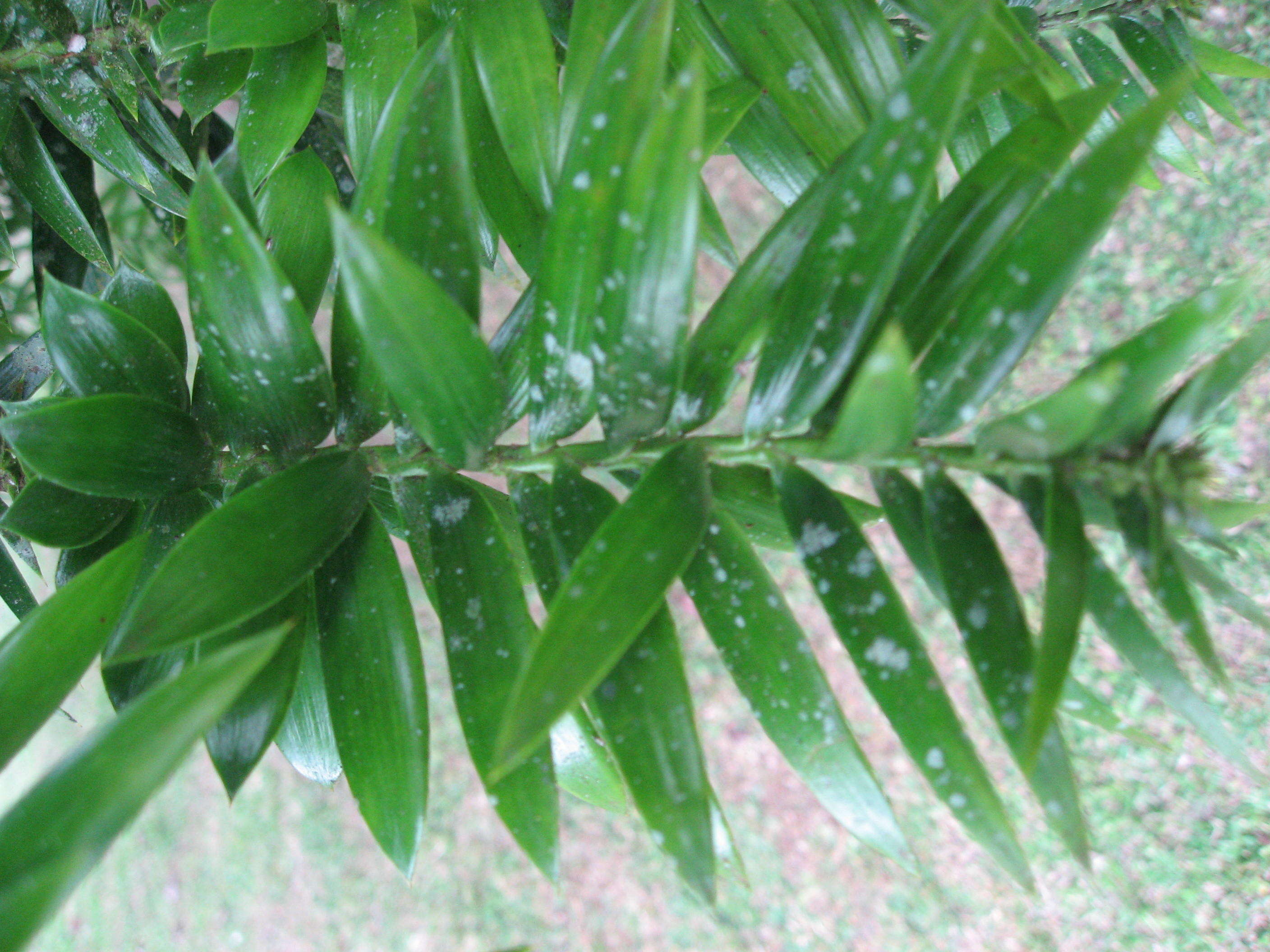 Image de Araucaria bidwillii Hook.