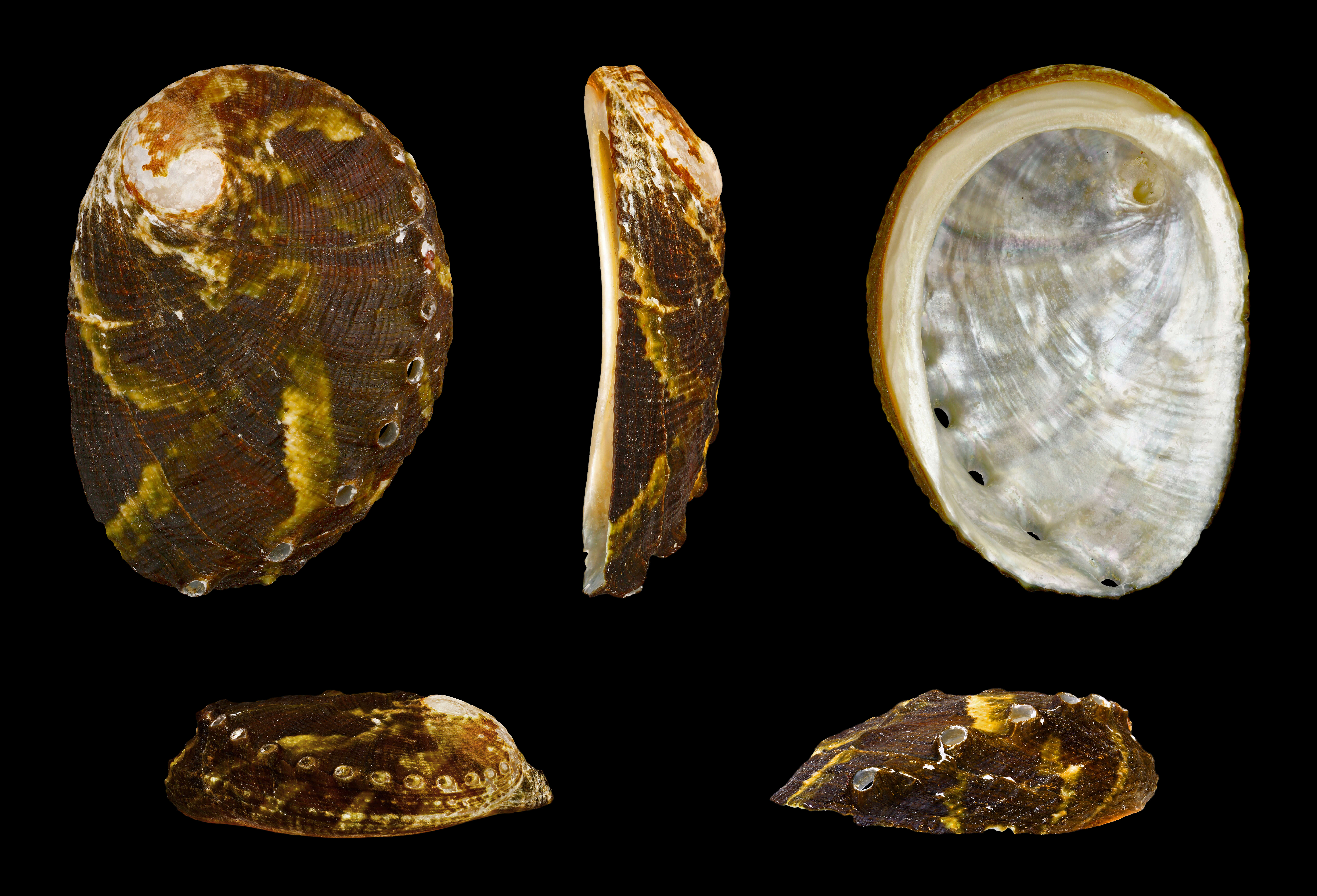 Image of variable abalone