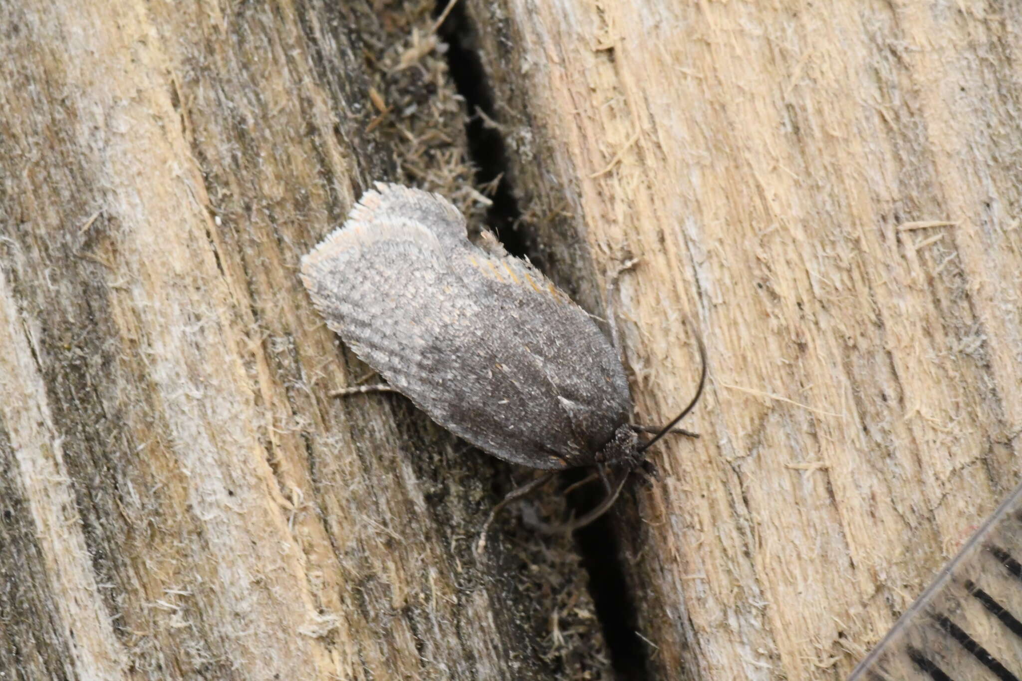 Imagem de Acleris oxycoccana Packard 1869