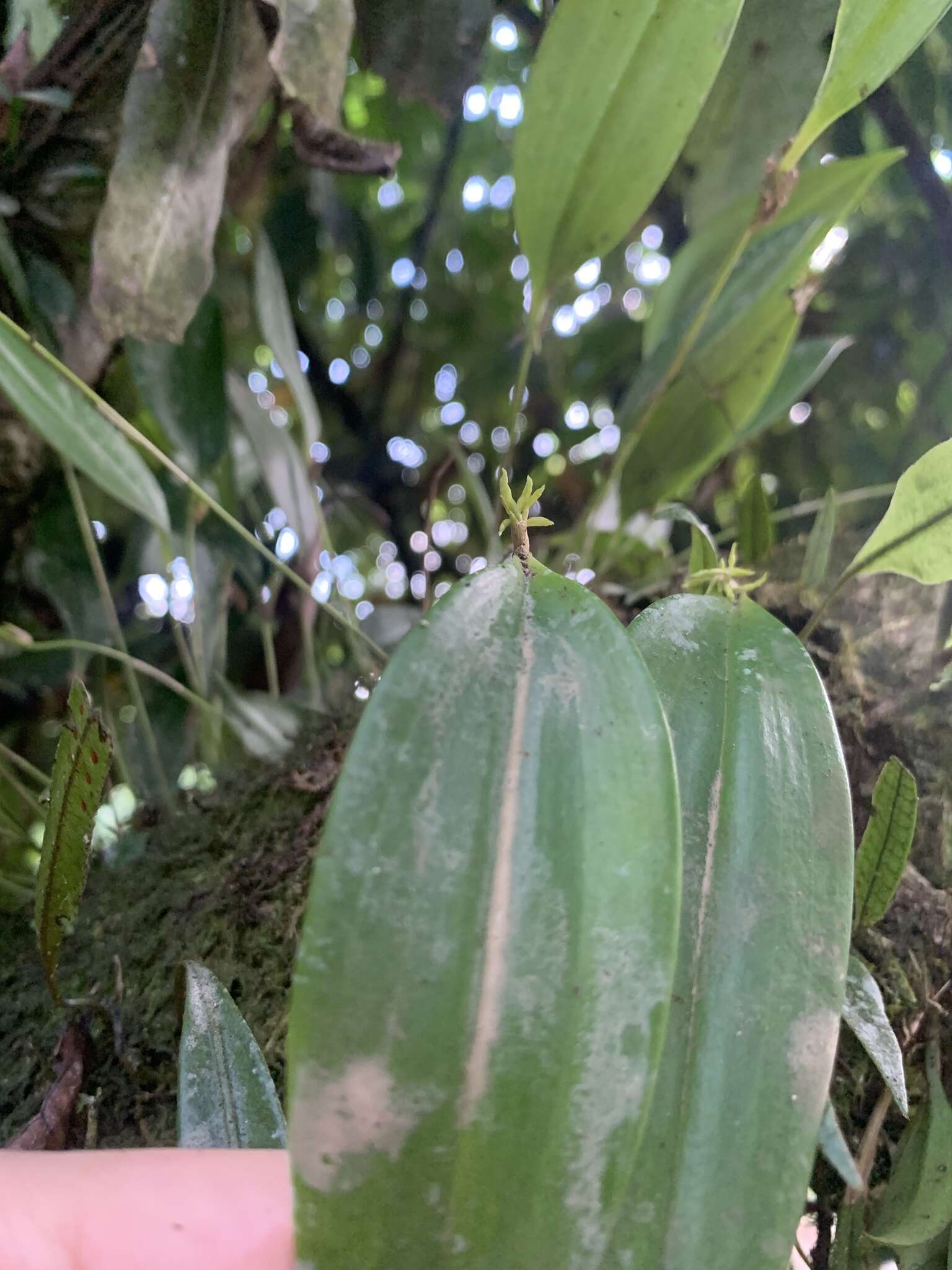 Image of Green bonnet orchid