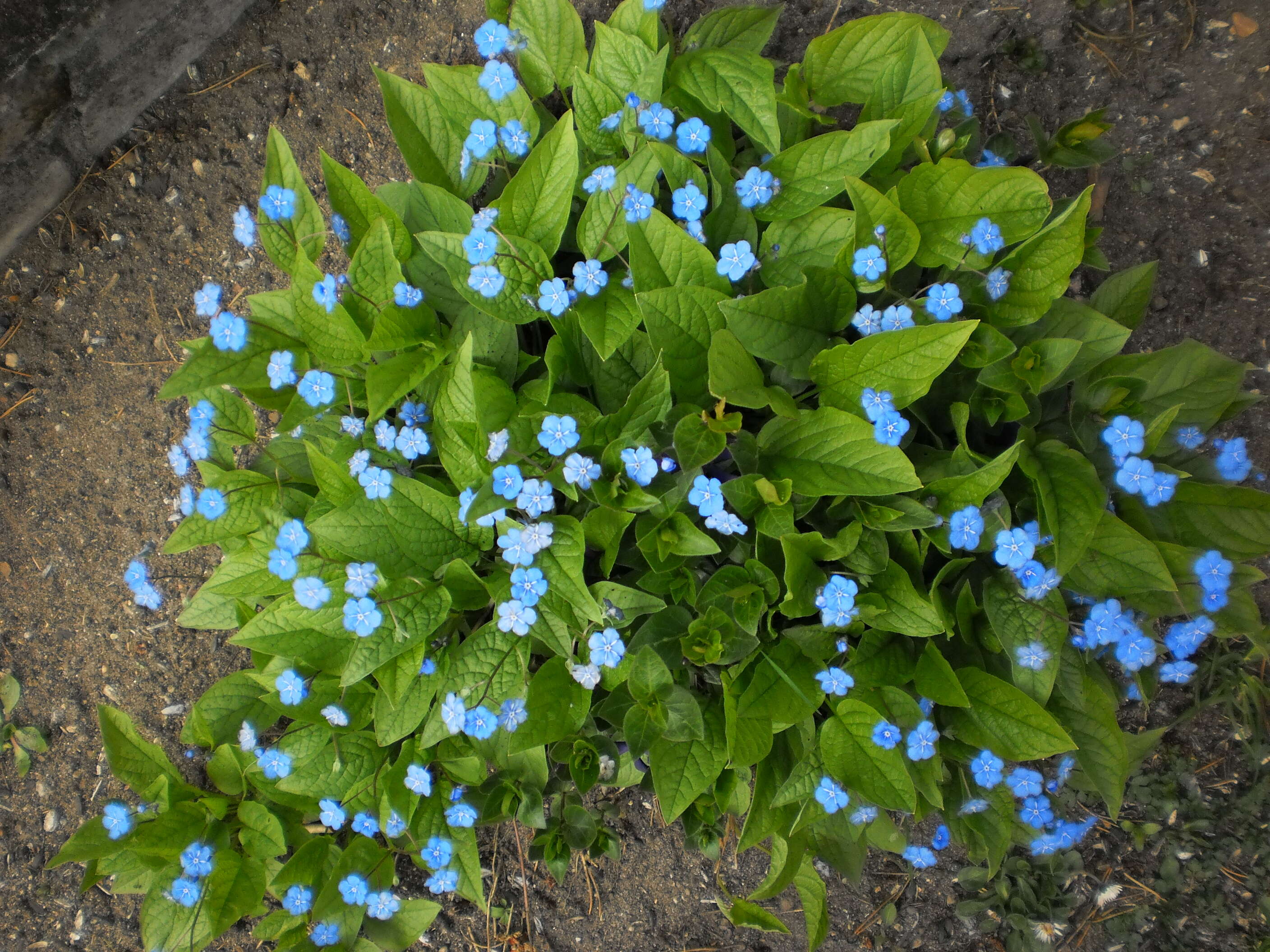 Image of blue-eyed-Mary