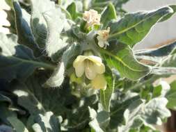 Image of white henbane