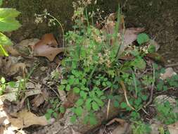 Image of Arkansas meadow-rue