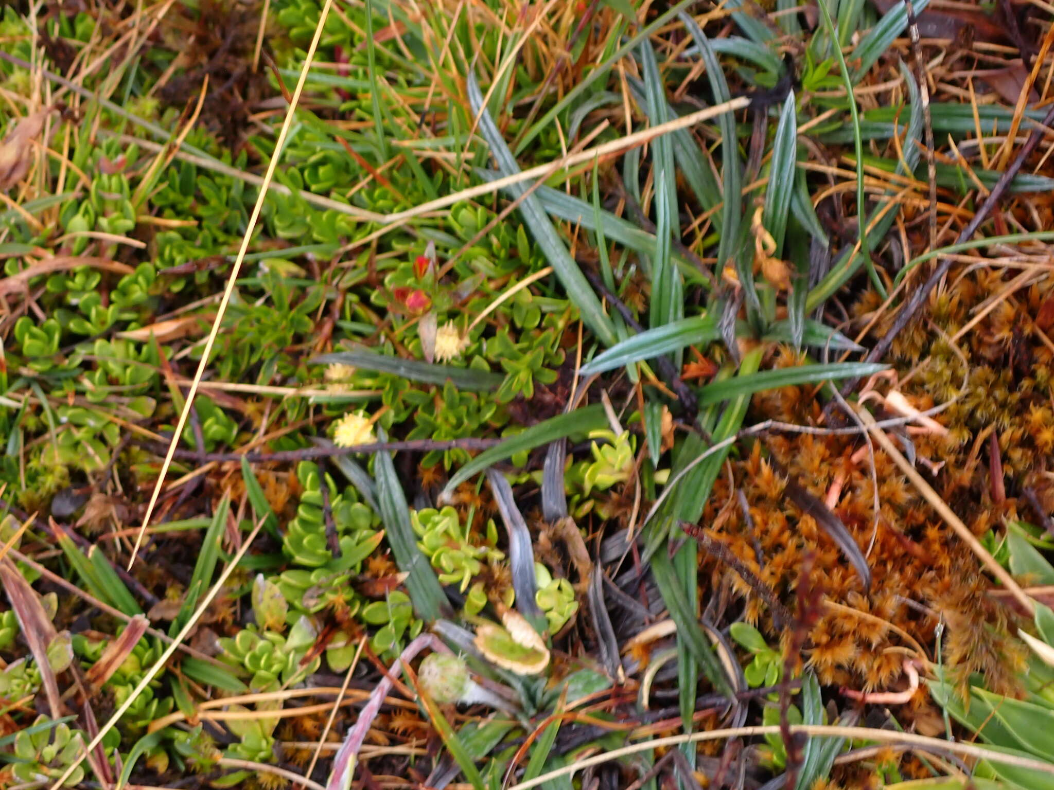 Image of Oritrophium crocifolium (Kunth) Cuatrec.