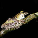 Image of Kalakkad tree frog
