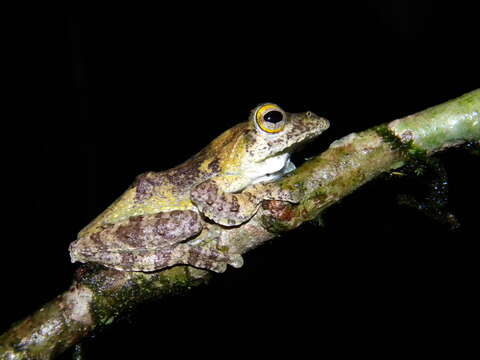 Image of Kalakkad tree frog