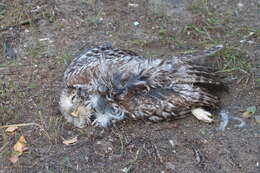 Image of Ural Owl