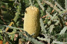 Image of Banksia pilostylis C. A. Gardner