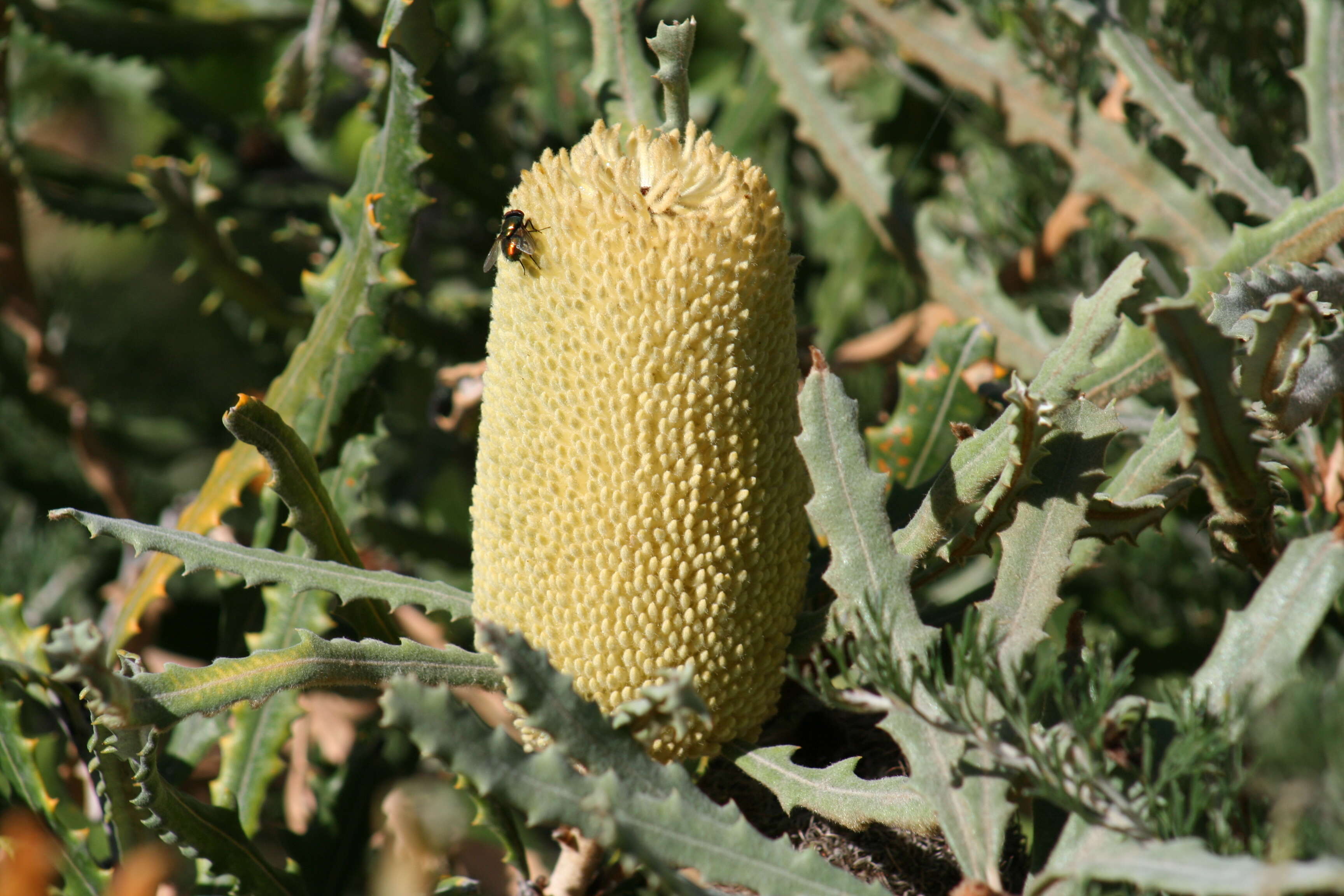 Image of Banksia pilostylis C. A. Gardner