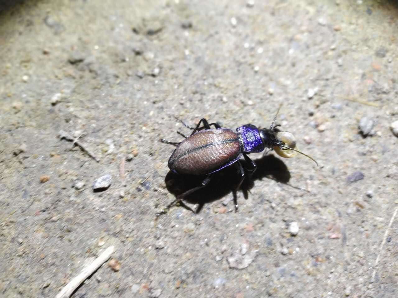 Imagem de Carabus (Megodontus) schoenherri Fischer von Waldheim 1820