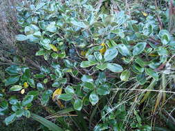 Image de Brachyglottis rotundifolia J. R. Forster & G. Forst.