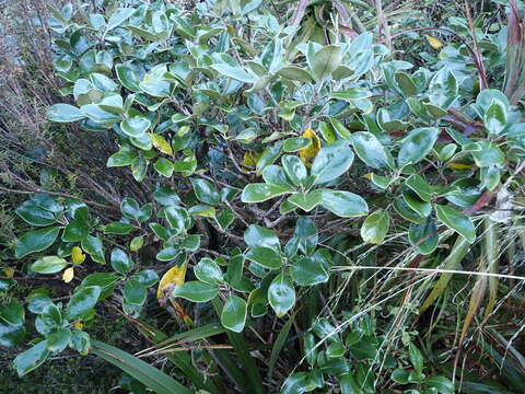 Image of Brachyglottis rotundifolia J. R. Forster & G. Forst.