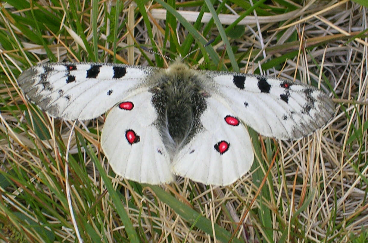 Image de Petit Apollon