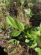 Слика од Baptisia simplicifolia Croom