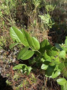 Слика од Baptisia simplicifolia Croom